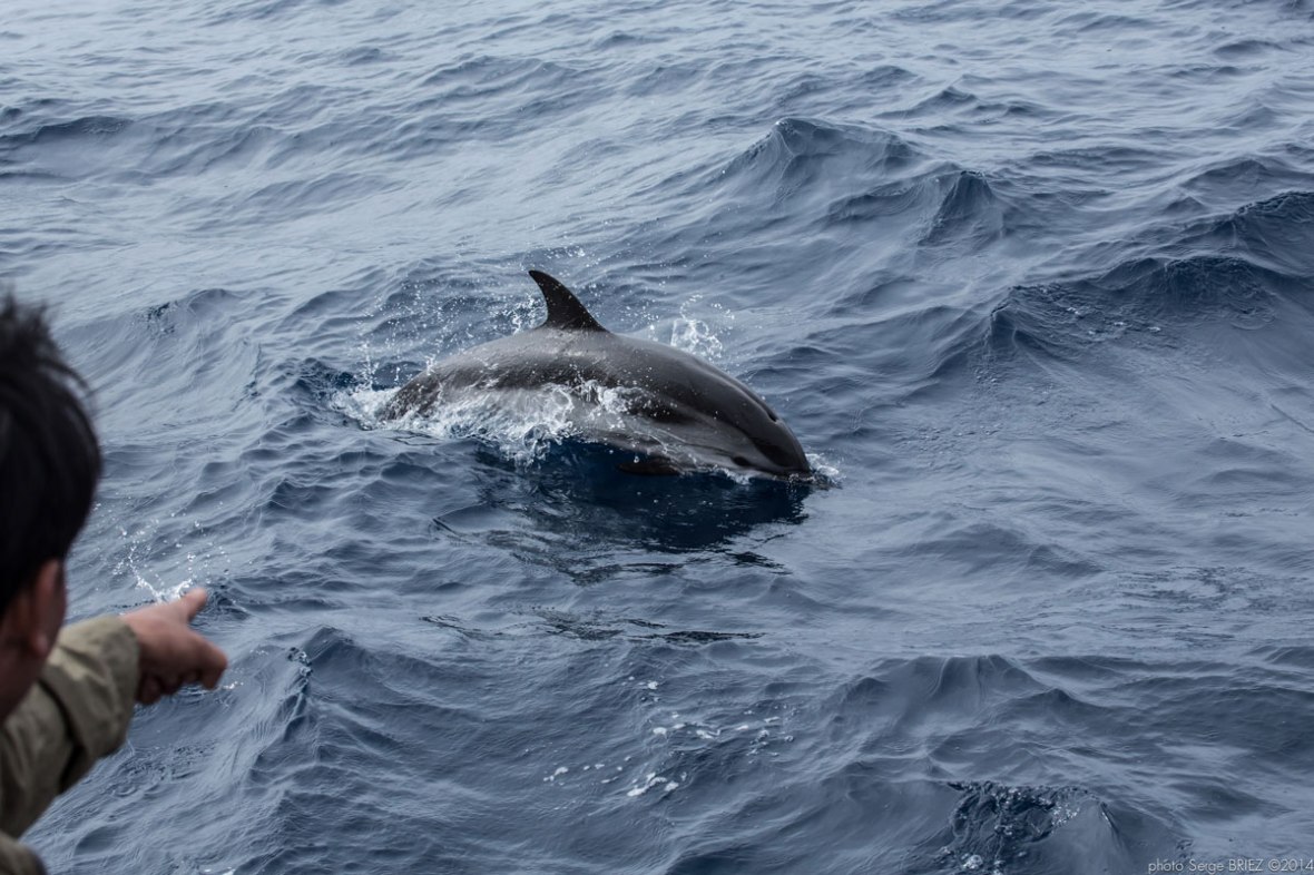 Blue and white dolphin Mediterranean ( Stenella Coeruleoalba) photographed by Serge Briez, ©2014 Cap médiations
