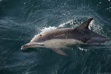 mediterranean common dolphin (Delphinus delphis) photographed by Serge Briez, ©2014 Cap médiations